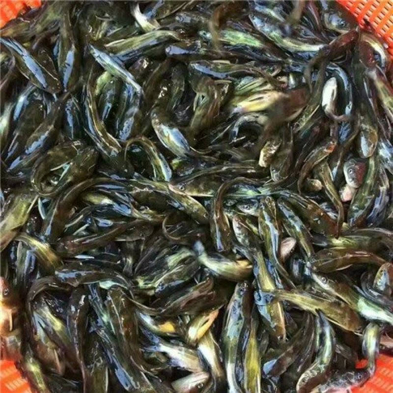 银鳕鱼苗，养殖基地直供，货品充足，需要的老板联系