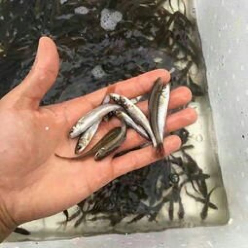 银鳕鱼苗，养殖基地直供，货品充足，需要的老板联系