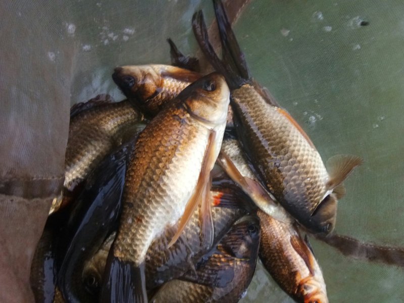 各种草鱼苗，鲫鱼苗，花鲢鱼苗
