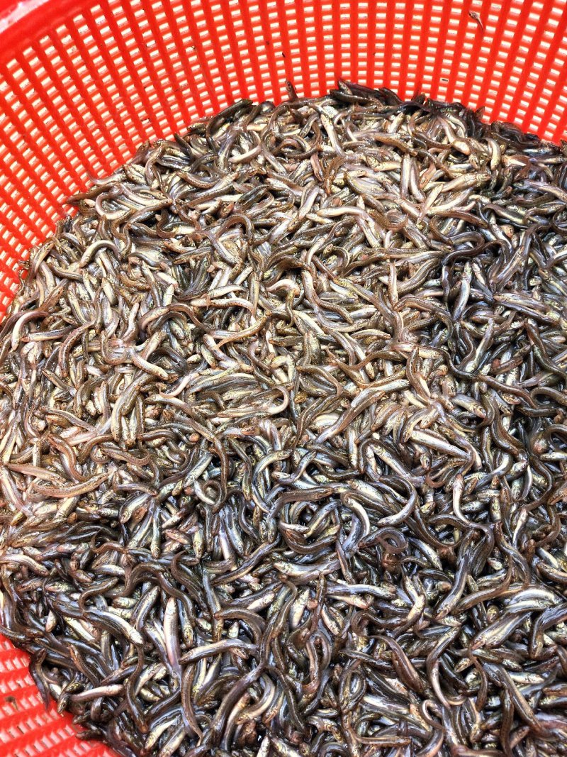 泥鳅苗台湾泥鳅苗场泥鳅水花60天可出商品泥鳅