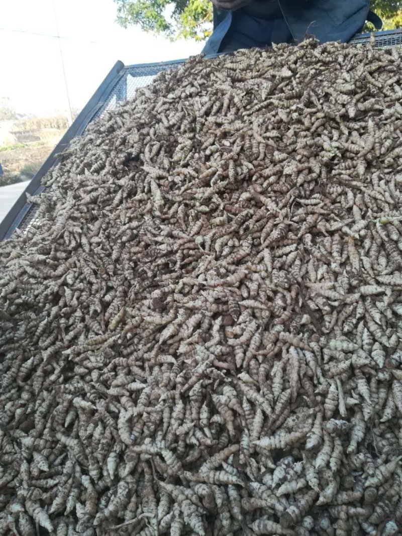 种植与销售螺丝菜种植与销售螺丝菜找找就对了找就对了