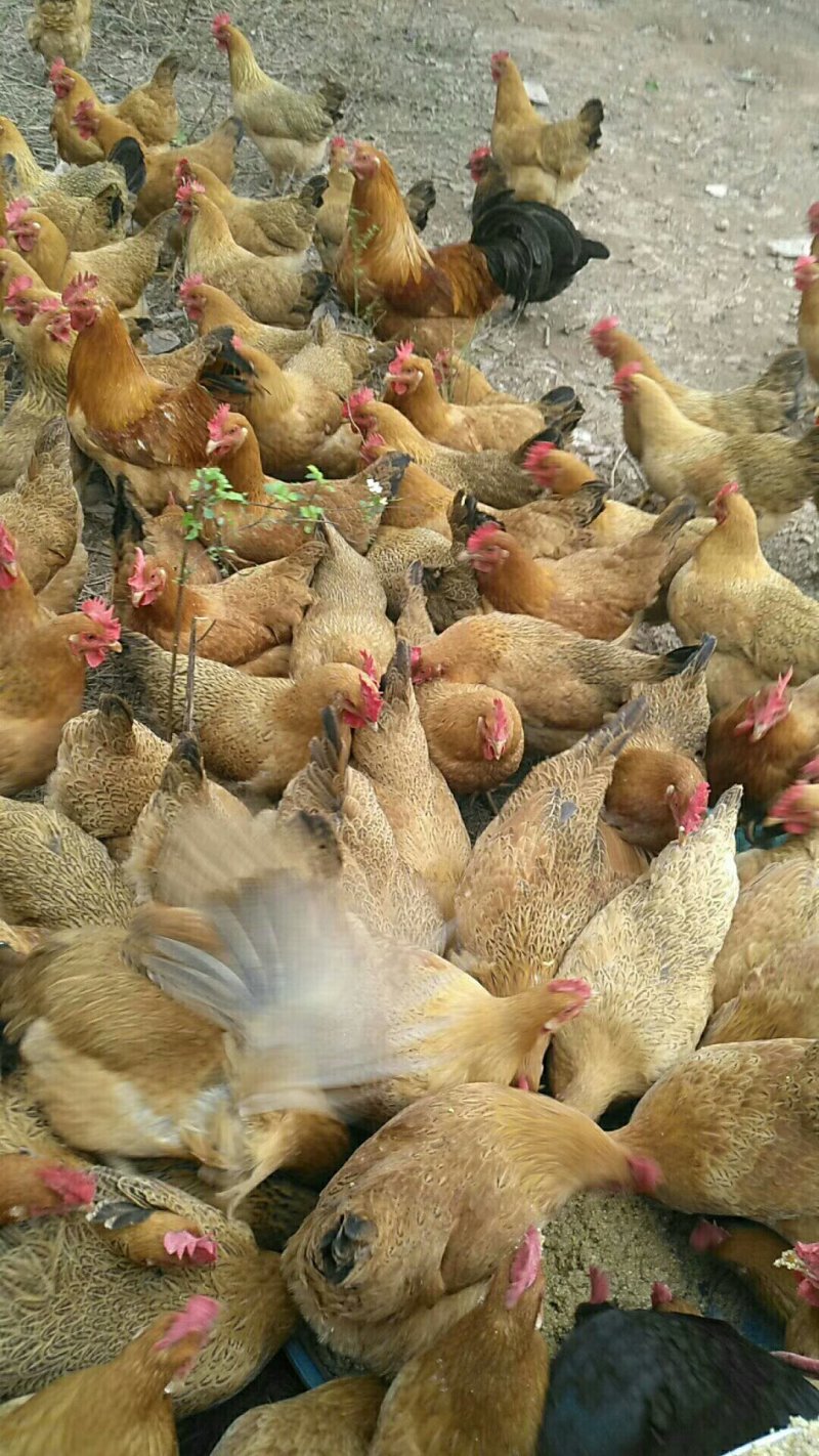 麻鸡