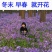 二月兰种子花籽诸葛菜二月蓝多年生宿根二月兰花种籽庭院耐寒