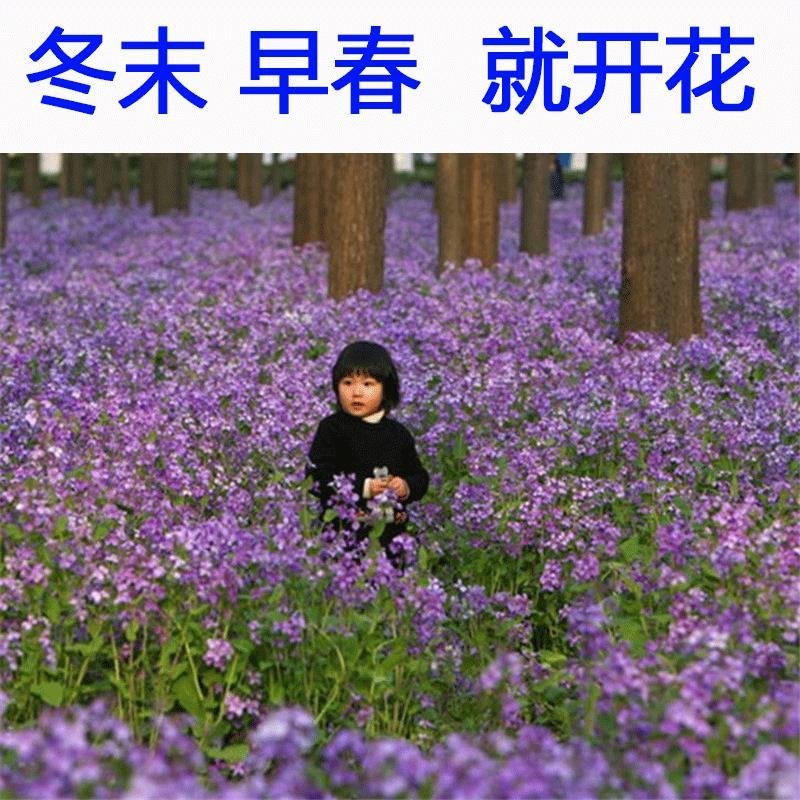 二月兰种子花籽诸葛菜二月蓝多年生宿根二月兰花种籽庭院耐寒