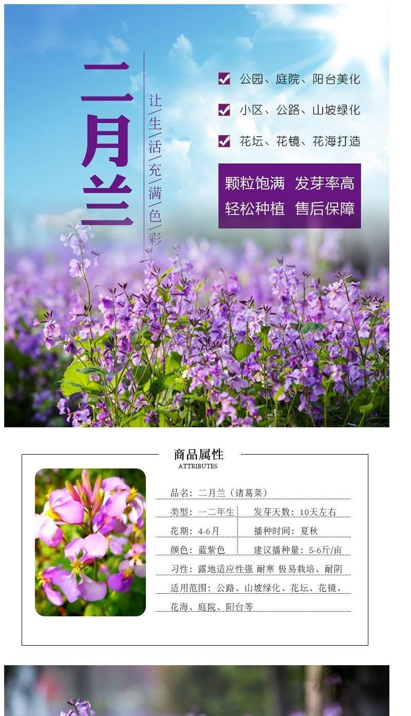 二月兰种子花籽诸葛菜二月蓝多年生宿根二月兰花种籽庭院耐寒
