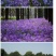 二月兰种子花籽诸葛菜二月蓝多年生宿根二月兰花种籽庭院耐寒