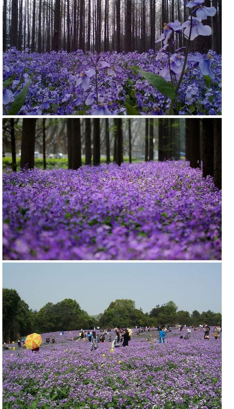 二月兰种子花籽诸葛菜二月蓝多年生宿根二月兰花种籽庭院耐寒