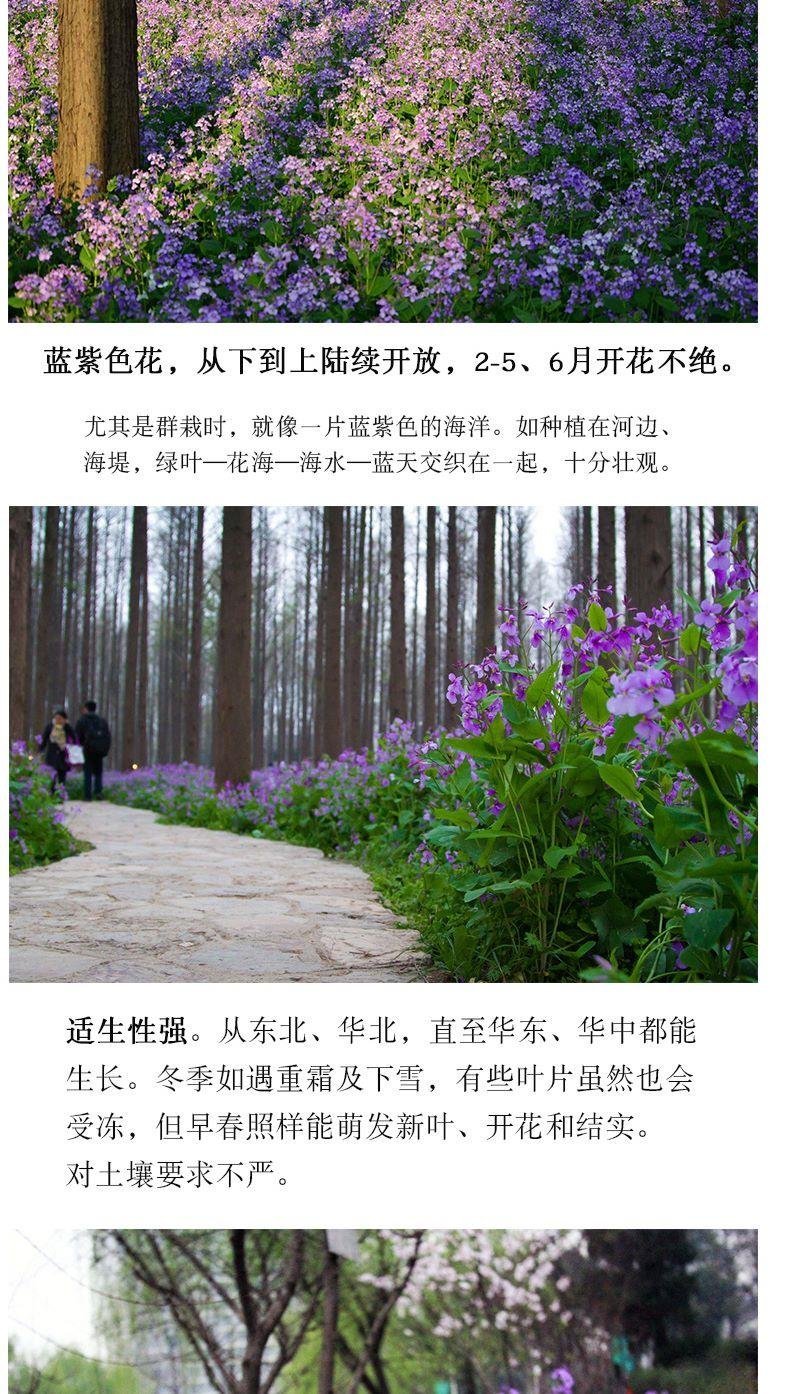 二月兰种子花籽诸葛菜二月蓝多年生宿根二月兰花种籽庭院耐寒
