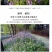 二月兰种子花籽诸葛菜二月蓝多年生宿根二月兰花种籽庭院耐寒