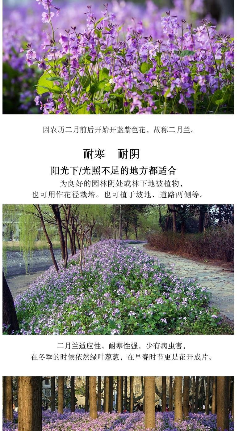 二月兰种子花籽诸葛菜二月蓝多年生宿根二月兰花种籽庭院耐寒