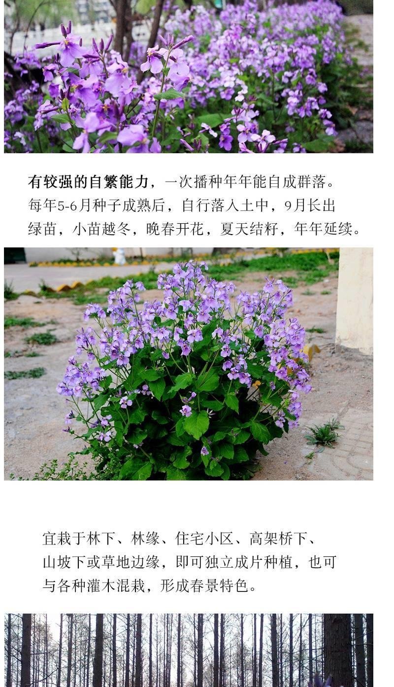 二月兰种子花籽诸葛菜二月蓝多年生宿根二月兰花种籽庭院耐寒