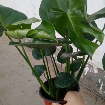 龟背竹