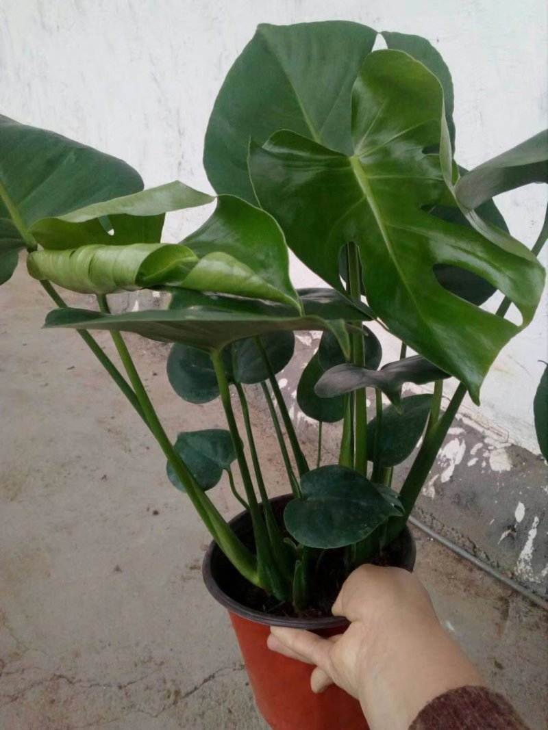 龟背竹