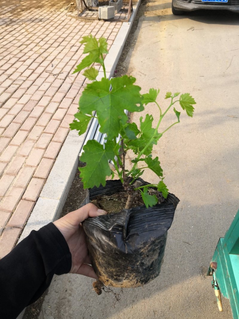 葡萄苗，金光葡萄