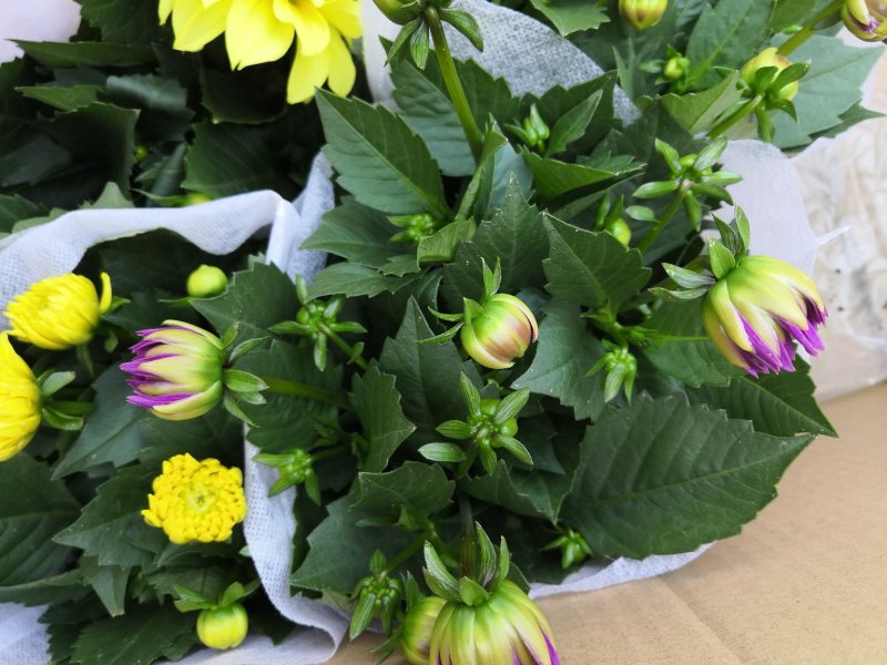 小丽花，盆栽批发