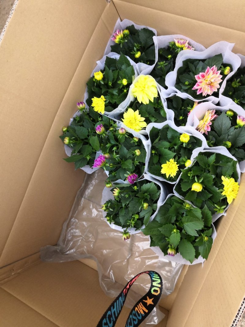 小丽花，盆栽批发