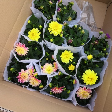 小丽花，盆栽批发