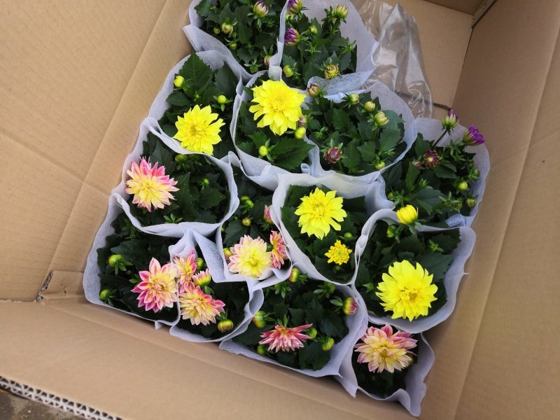 小丽花，盆栽批发