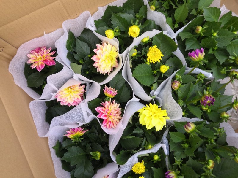 小丽花，盆栽批发
