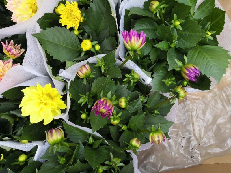 小丽花，盆栽批发