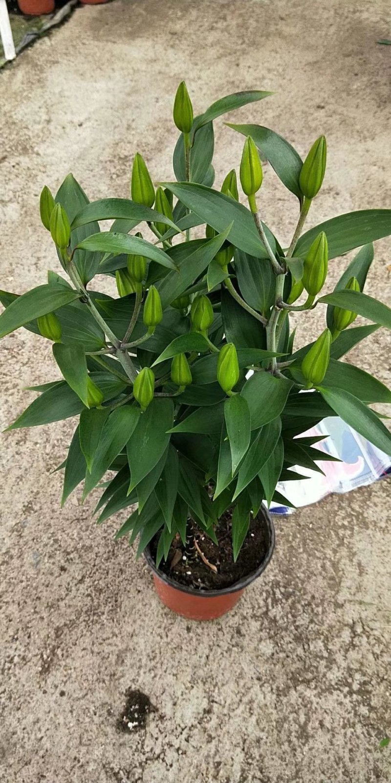 香水百合批发