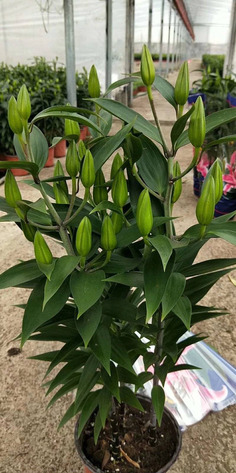 香水百合批发
