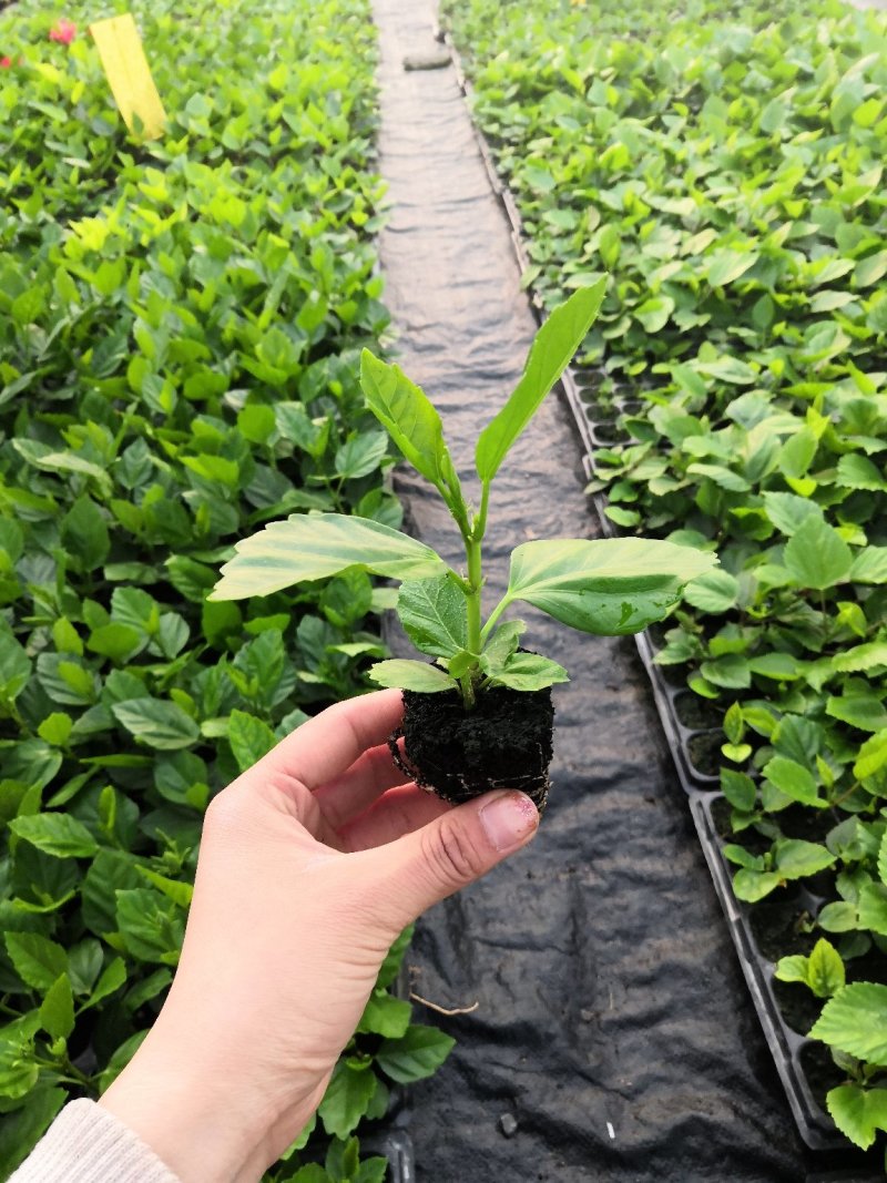 木槿苗，批发