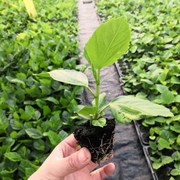 木槿苗，批发