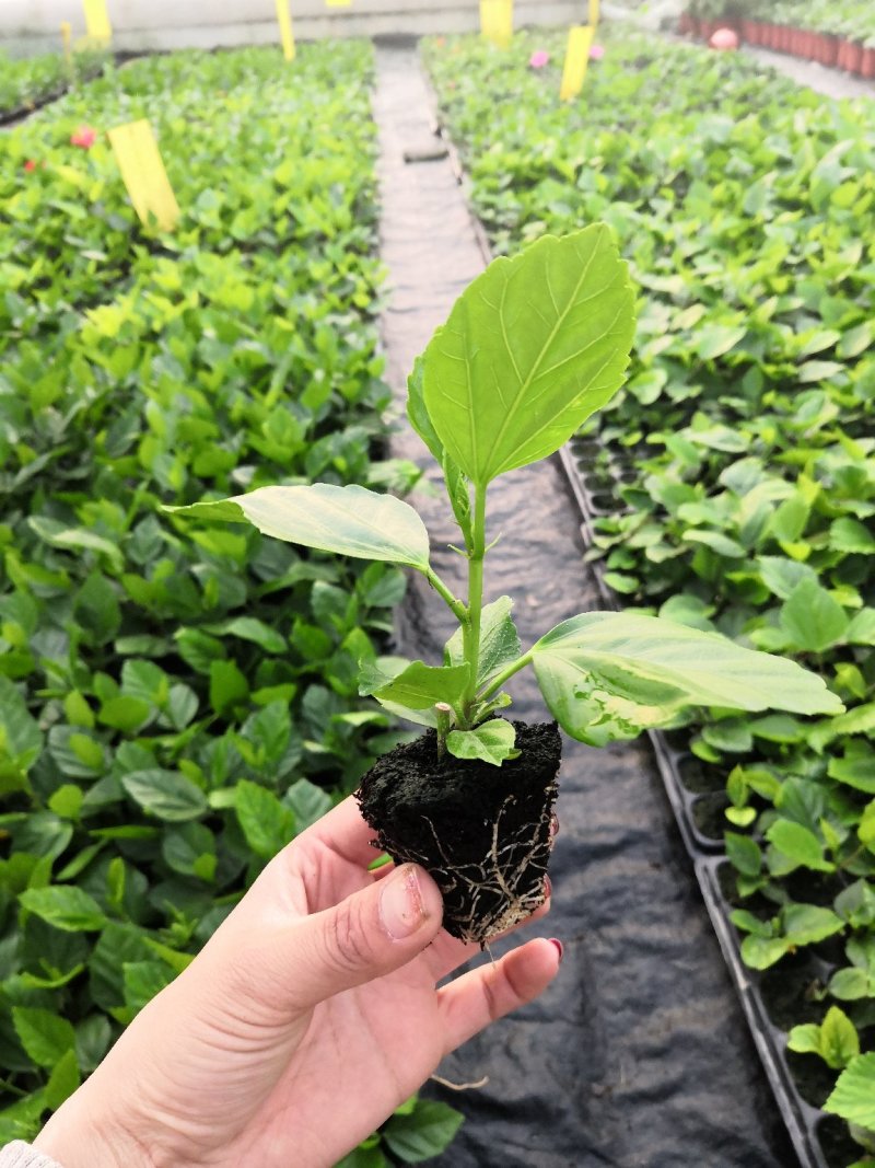 木槿苗，批发