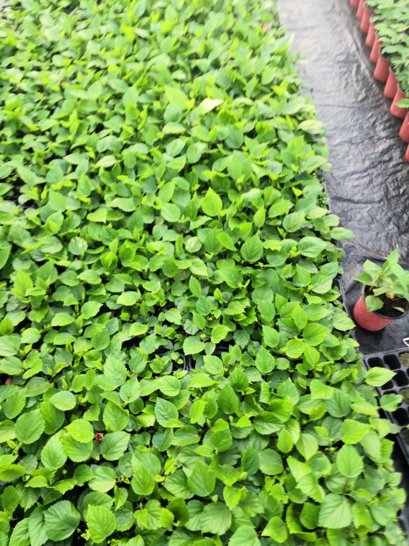 木槿苗，批发