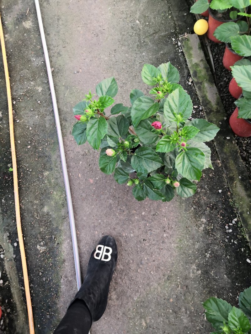 木槿苗，批发