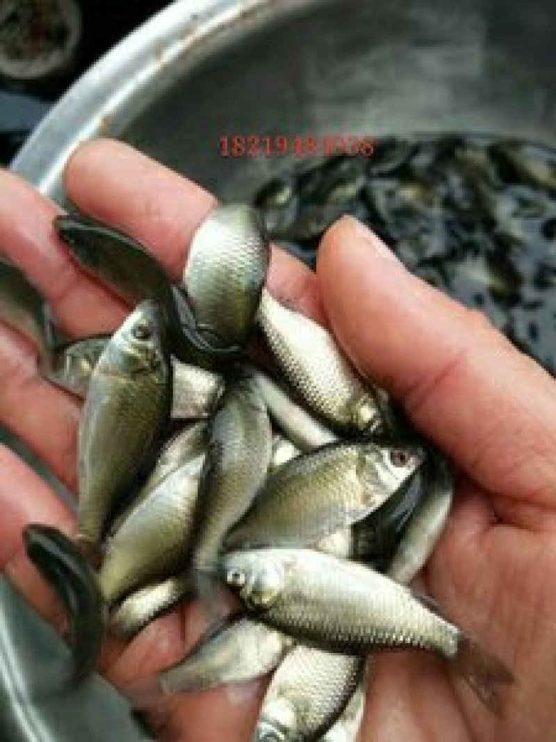 中科三号鲫鱼苗，及各种鱼苗，技术指导，存活高，送货服务