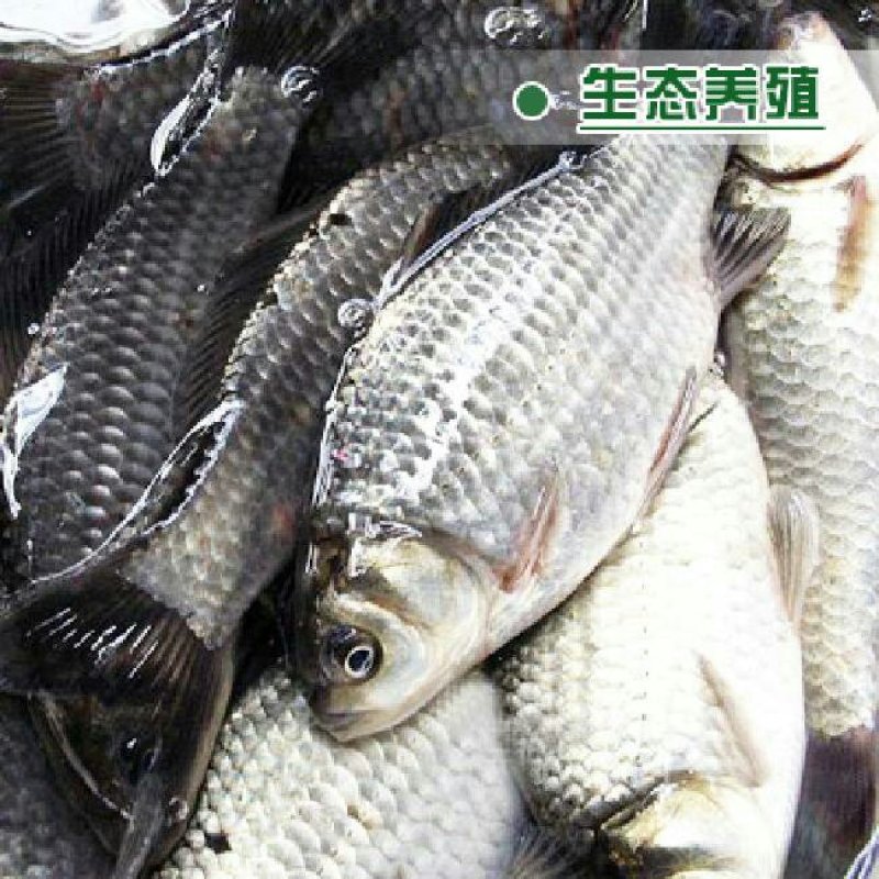 中科三号鲫鱼苗，及各种鱼苗，技术指导，存活高，送货服务