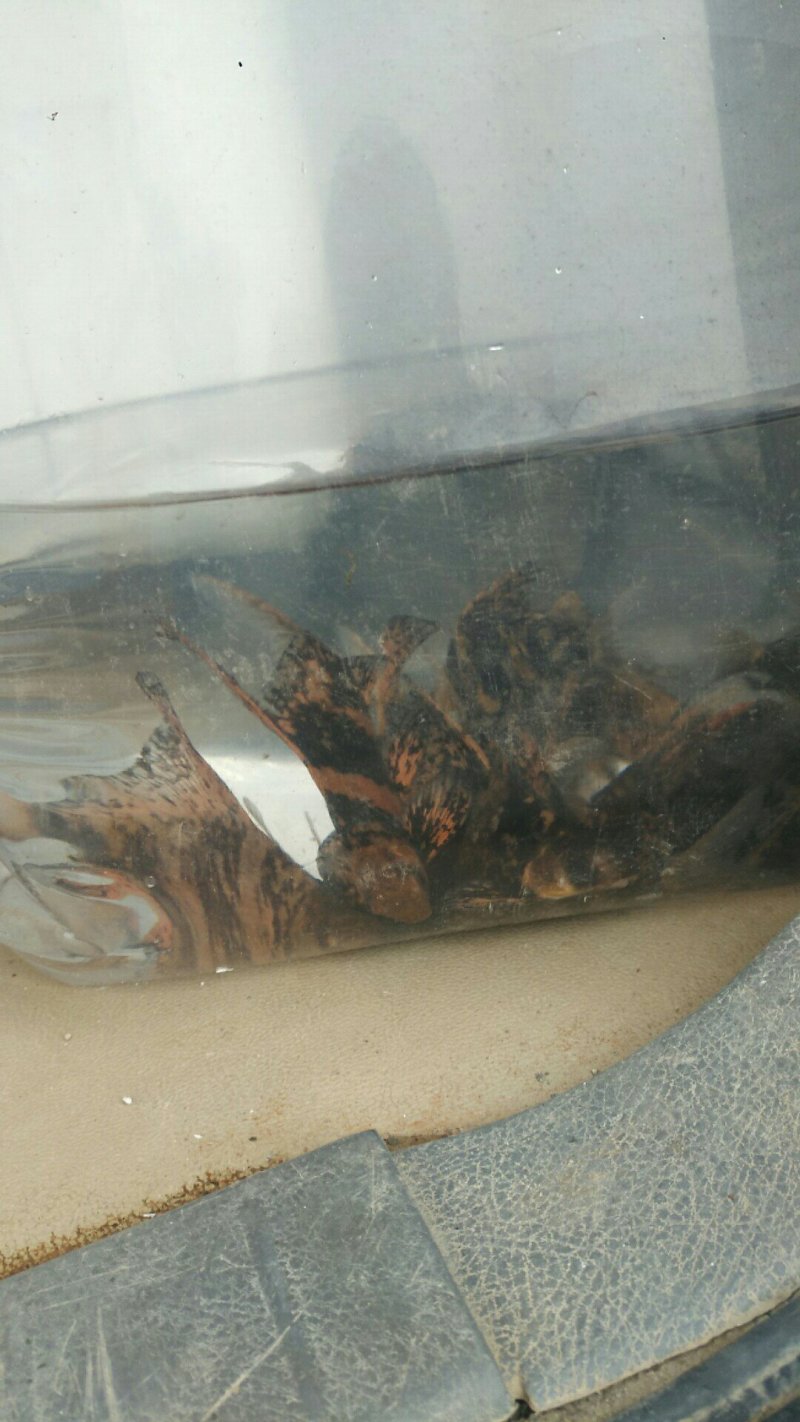 胭脂鱼苗，水体清道夫，量大，需要的老板欢迎采购