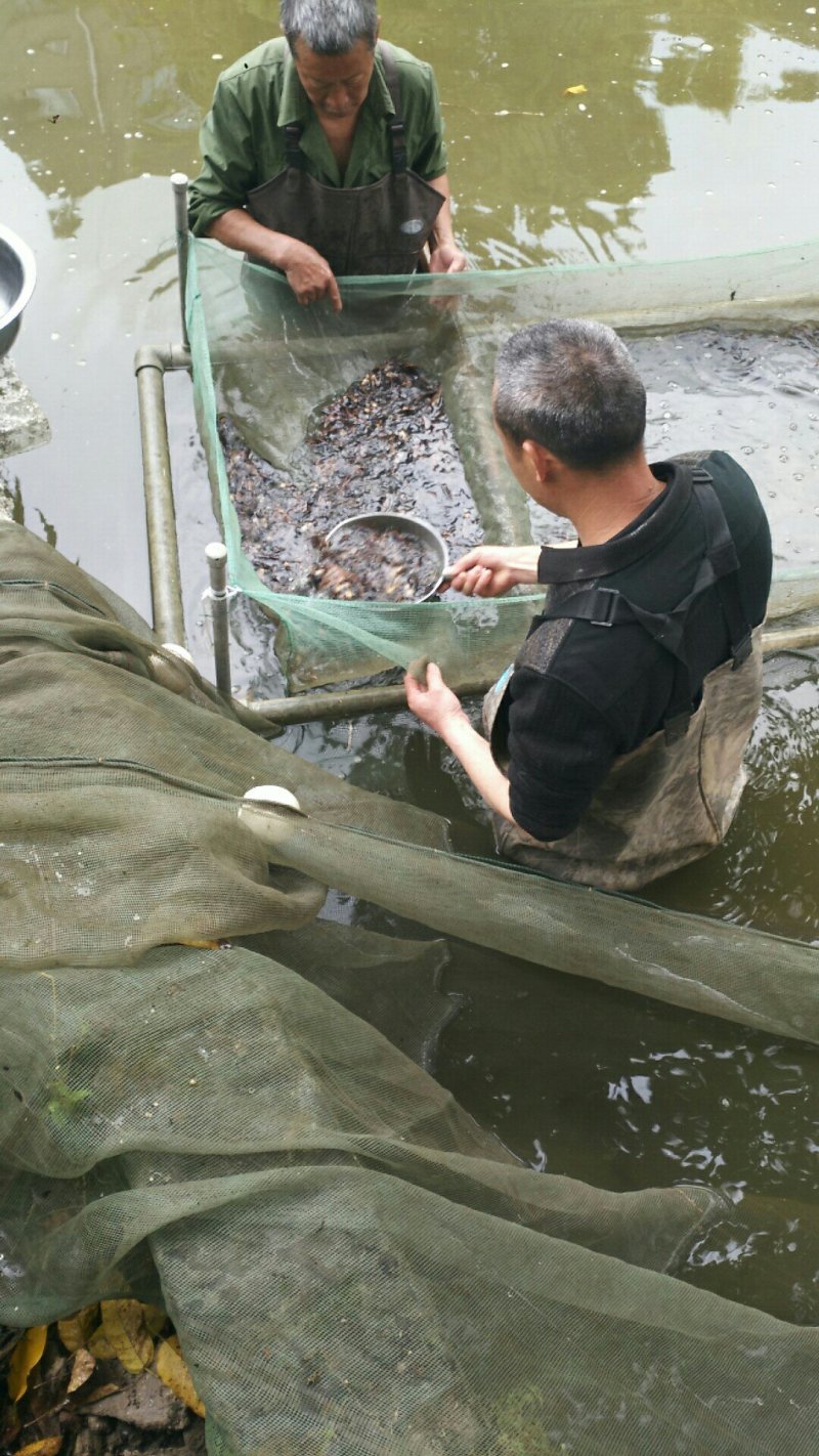 胭脂鱼苗，水体清道夫，量大，需要的老板欢迎采购