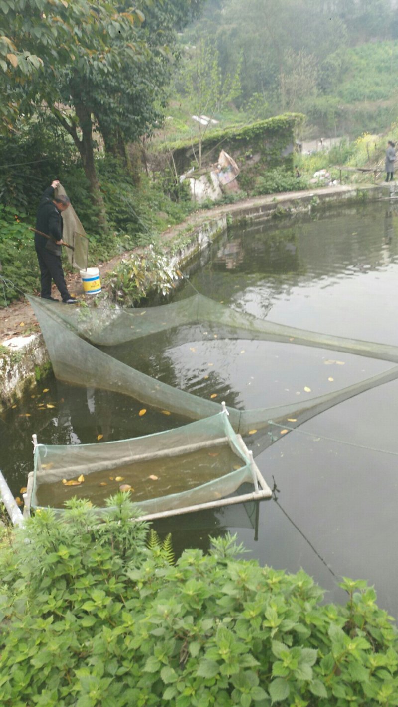 胭脂鱼苗，水体清道夫，量大，需要的老板欢迎采购