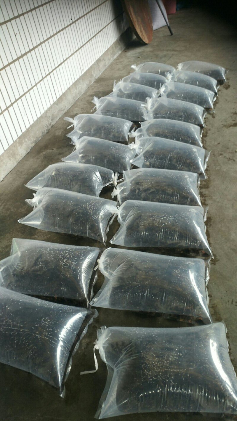 胭脂鱼苗，水体清道夫，量大，需要的老板欢迎采购