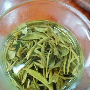 【喝好茶】2023新茶厂家批发正宗日照绿500g包邮尝鲜
