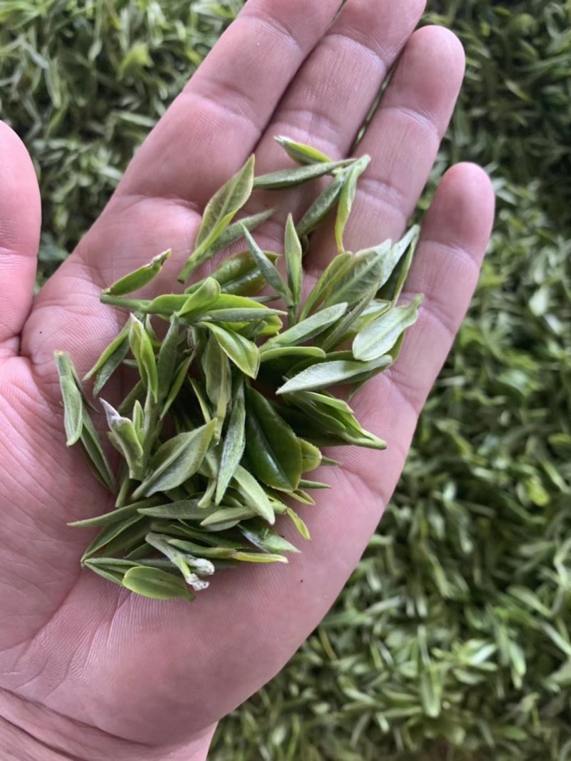 【喝好茶】2023新茶厂家批发正宗日照绿500g包邮尝鲜