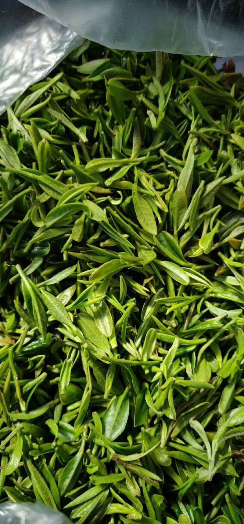 【喝好茶】2023新茶厂家批发正宗日照绿500g包邮尝鲜