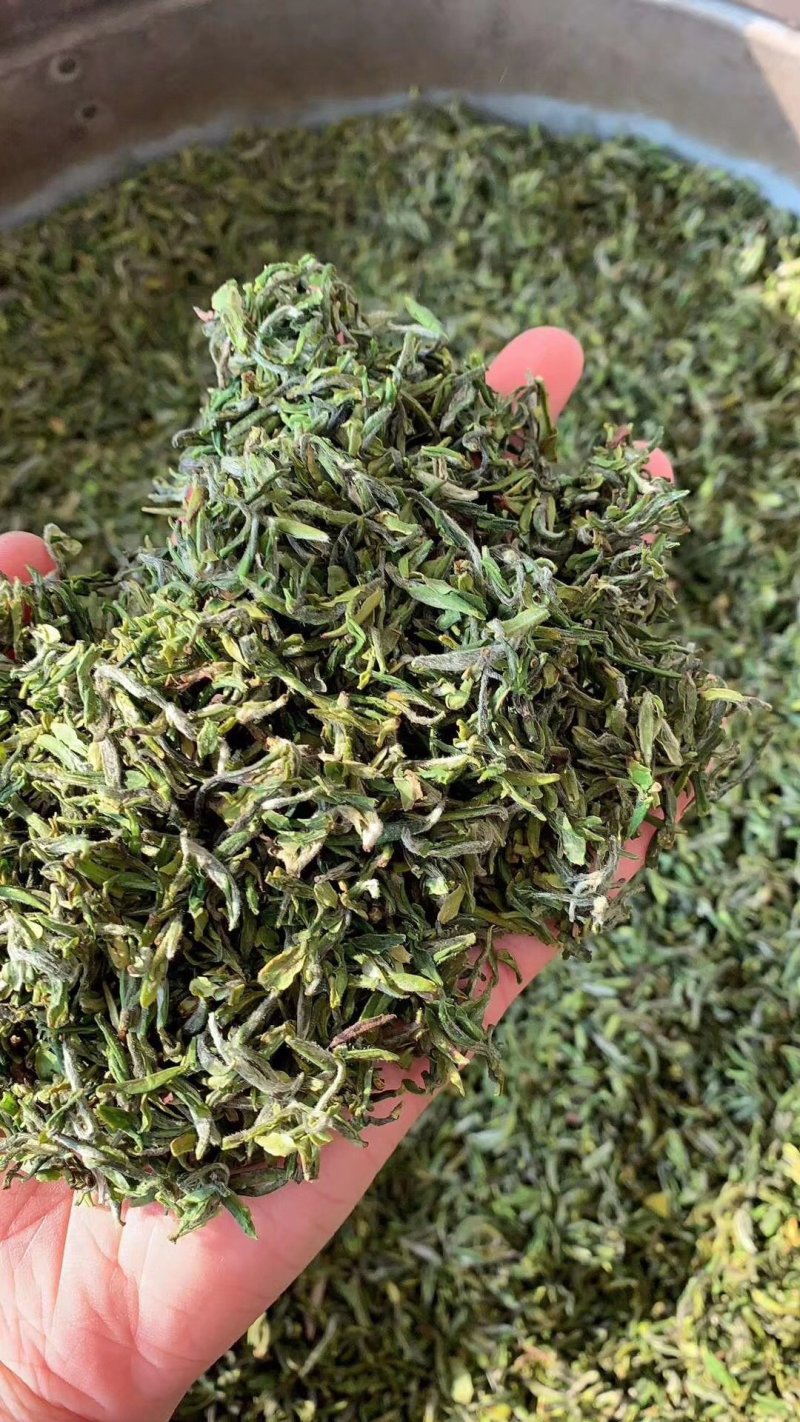 【喝好茶】2023新茶厂家批发正宗日照绿500g包邮尝鲜