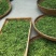 【喝好茶】2023新茶厂家日照绿茶板栗香500g包邮尝鲜