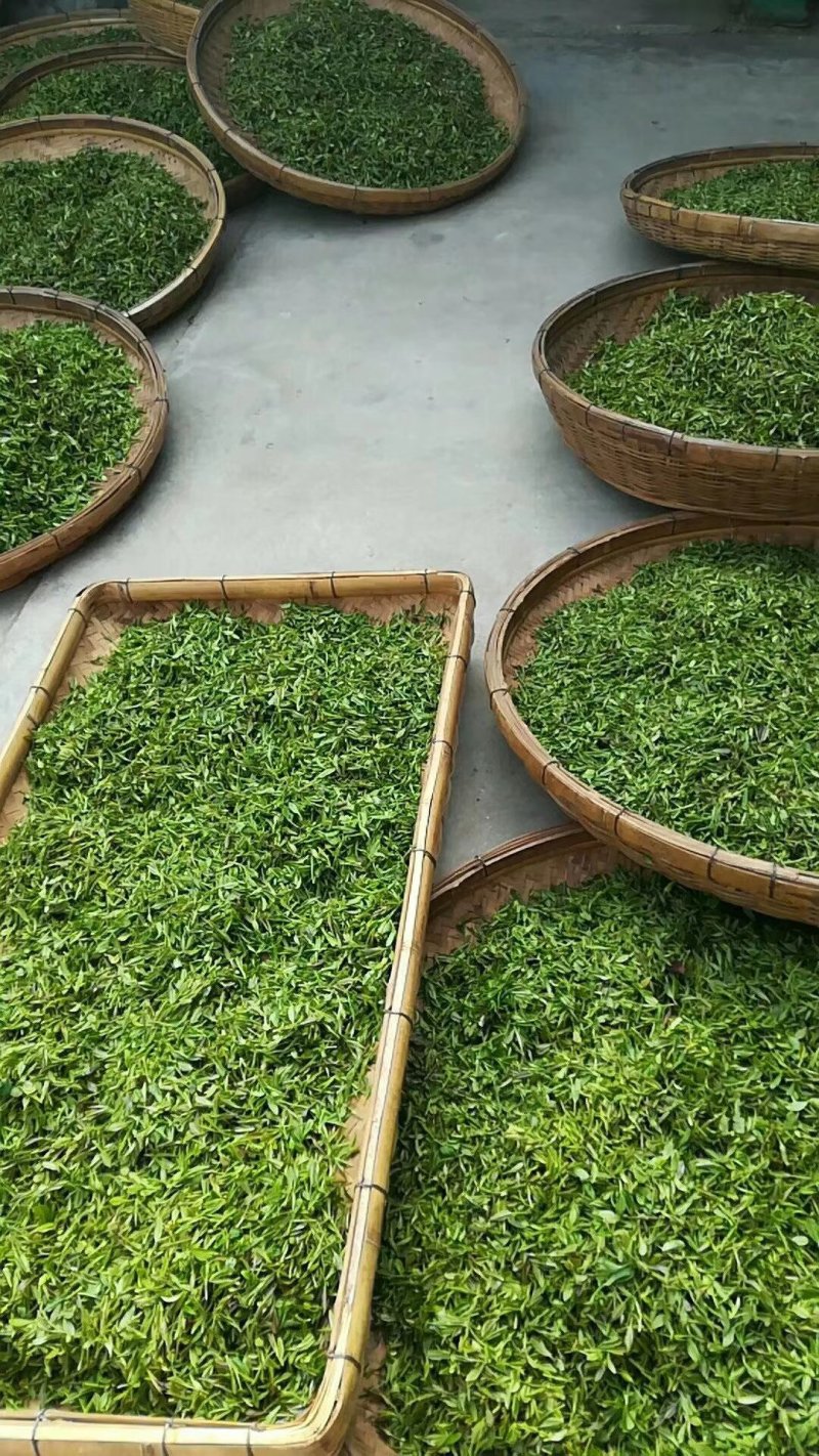 【喝好茶】2023新茶厂家日照绿茶板栗香500g包邮尝鲜