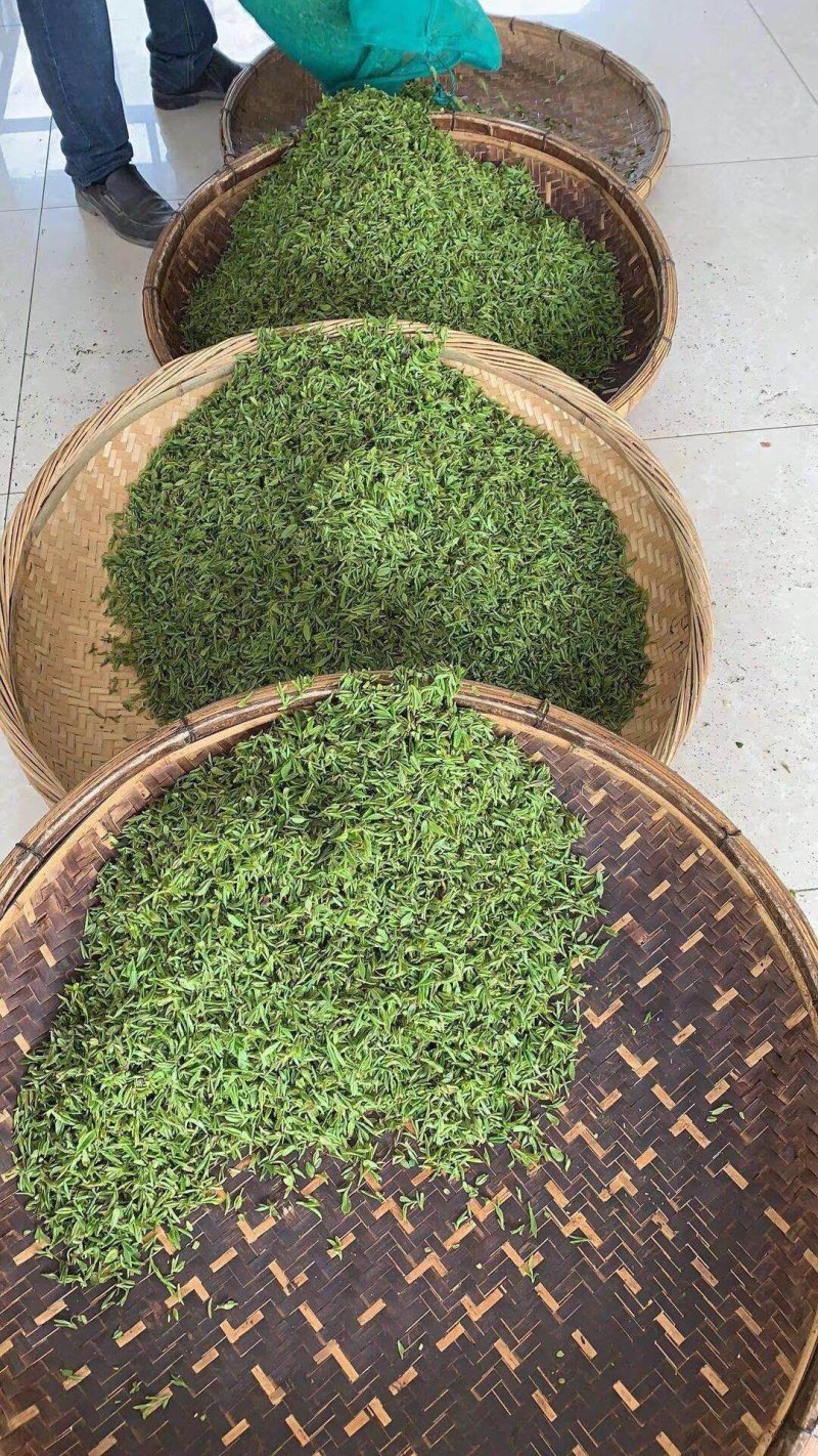 【喝好茶】2023新茶厂家日照绿茶板栗香500g包邮尝鲜