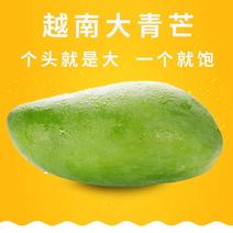 越南大青芒果8斤青皮果园现摘新鲜水果非金煌肉厚超甜一件代