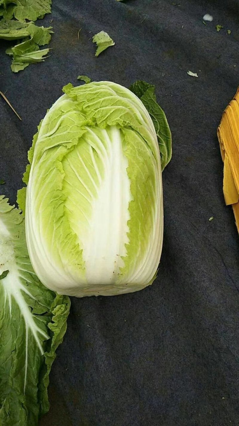 阳春白菜