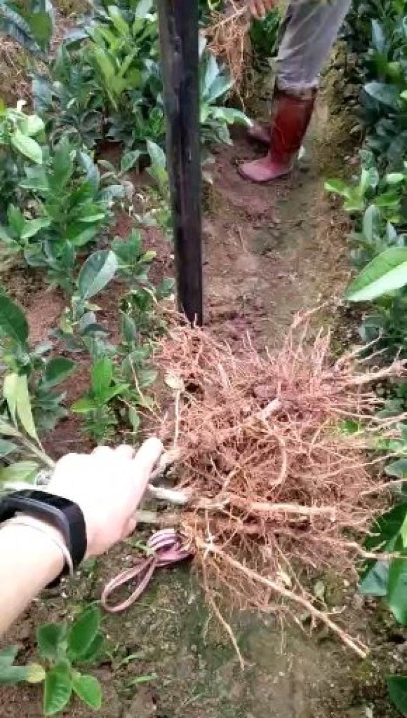 正毛化州化橘红苗一年内苗产地直发量大优惠