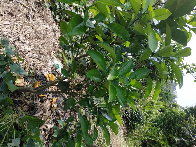 正毛化州化橘红苗一年内苗产地直发量大优惠