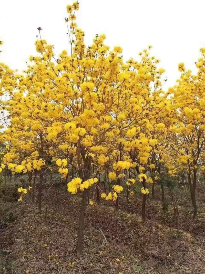 黄花风玲木