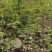 黄花风玲木